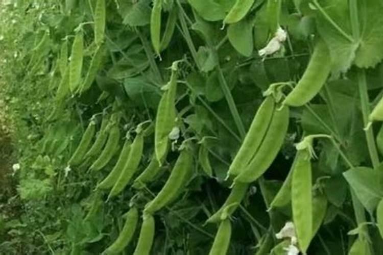 荷兰豆红点病如何治疗？
