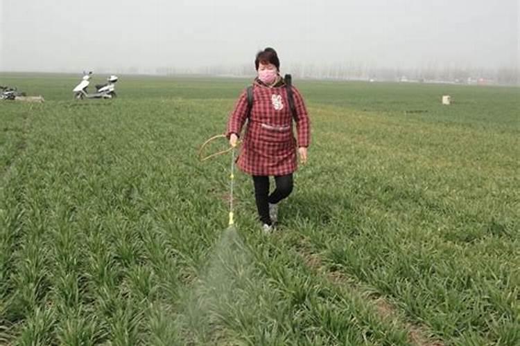 桔梗田药剂除草防治技巧：高效策略与实践指南