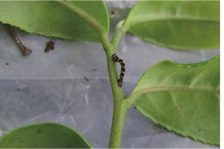 降雨量多茶树病虫害更容易发生？