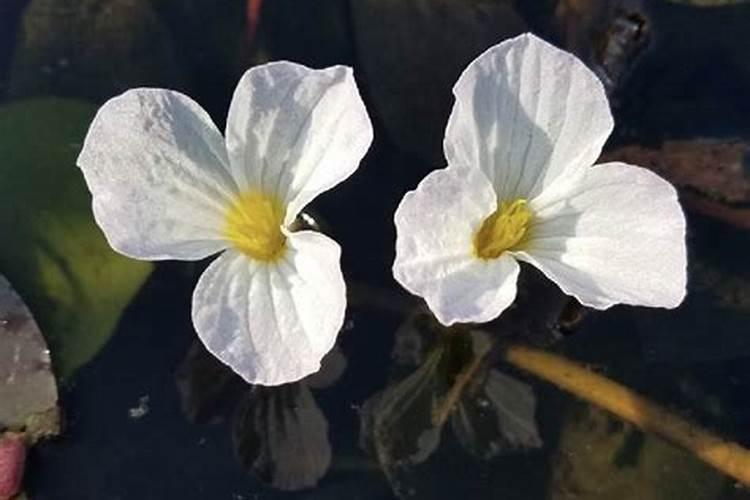 龙舌草又叫什么，附其种植方法？