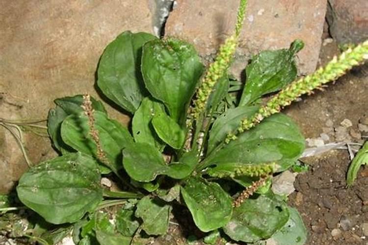 龙舌草又叫什么，附其种植方法？