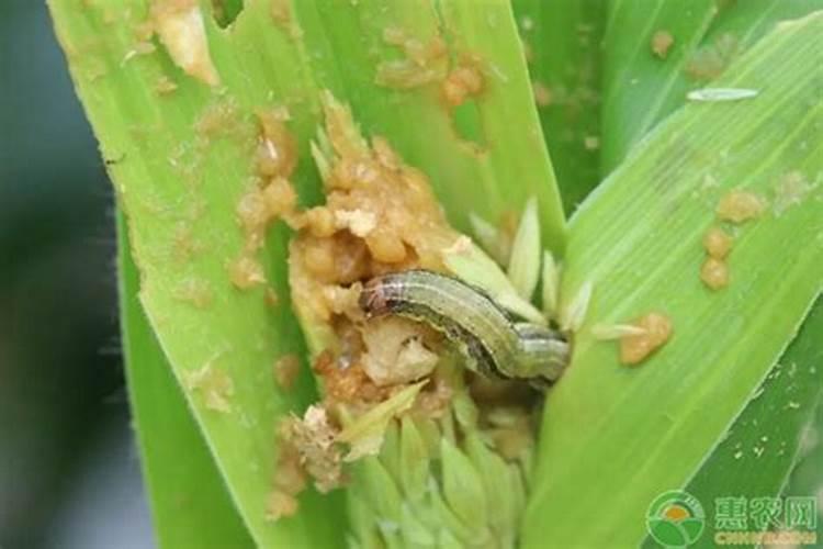 守护绿意盎然：生物农药在草地贪夜蛾防治中的作用与应用