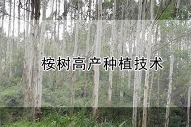 桉树怎么种才高产？桉树高产栽培技术规范