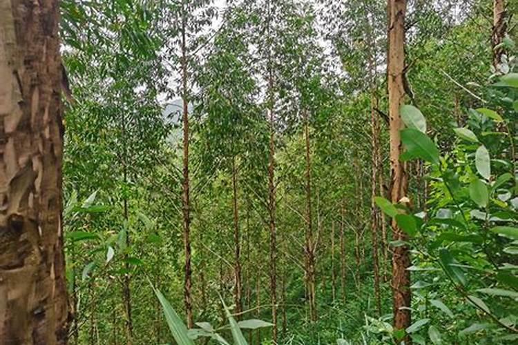 桉树怎么种才高产？桉树高产栽培技术规范