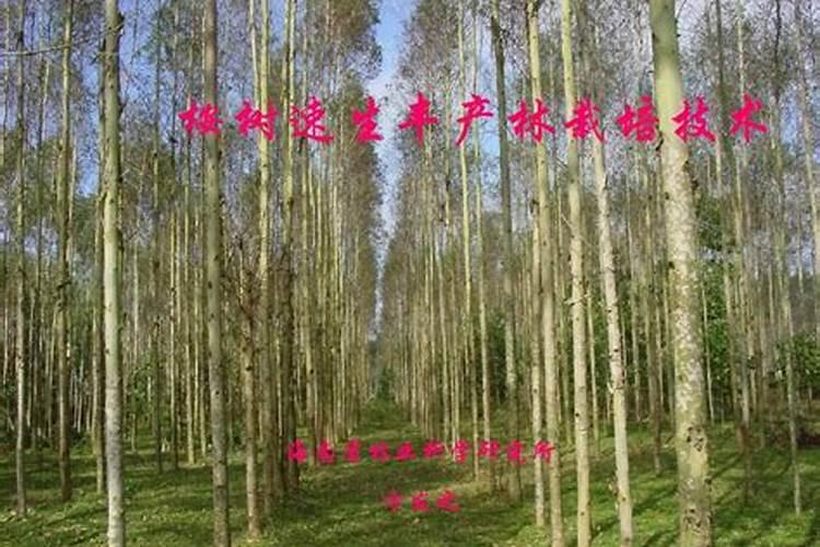 桉树怎么种才高产？桉树高产栽培技术规范