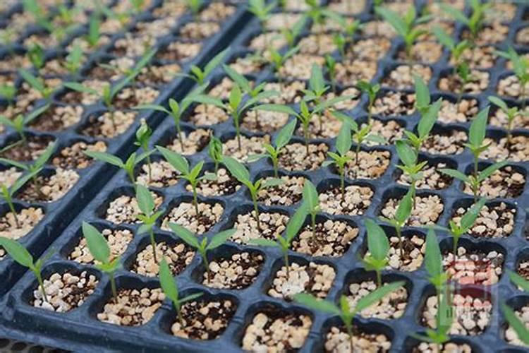 桉树怎么种才高产？桉树高产栽培技术规范