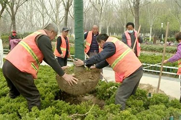 桉树怎么种才高产？桉树高产栽培技术规范