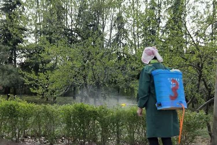 桉树怎么种才高产？桉树高产栽培技术规范