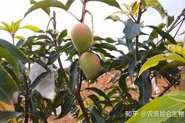 芒果灰斑病的表现症状是什么？防治措施有哪些？