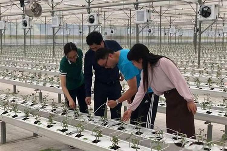 绿色守卫：以生姜红糖打造低成本高效花卉农药