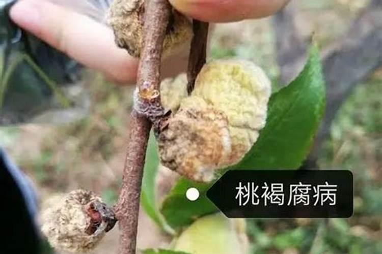 桃树腐烂病如何防治？