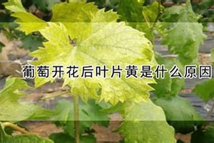 葡萄开花后叶片黄是什么原因？