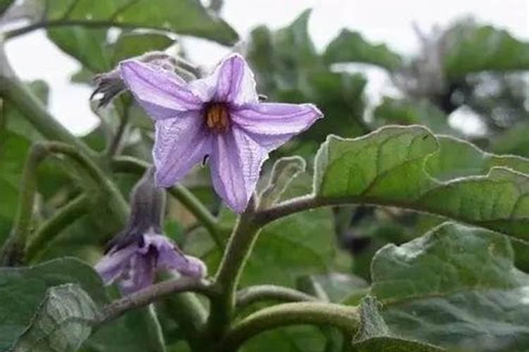 茄子结果少的原因？