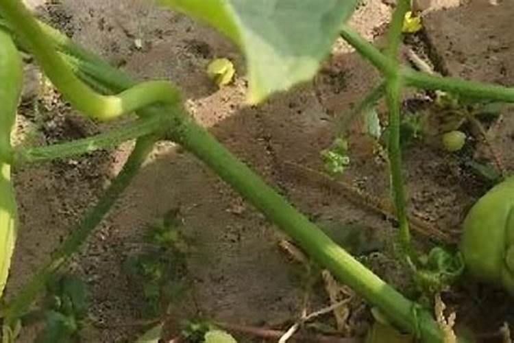 佛手瓜开花时能喷叶面肥吗？