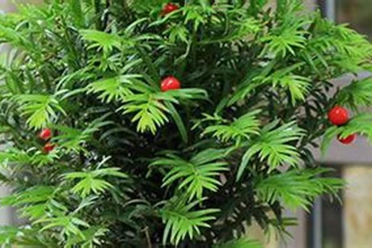 冬季守护：五大策略保护药材免受严寒侵害