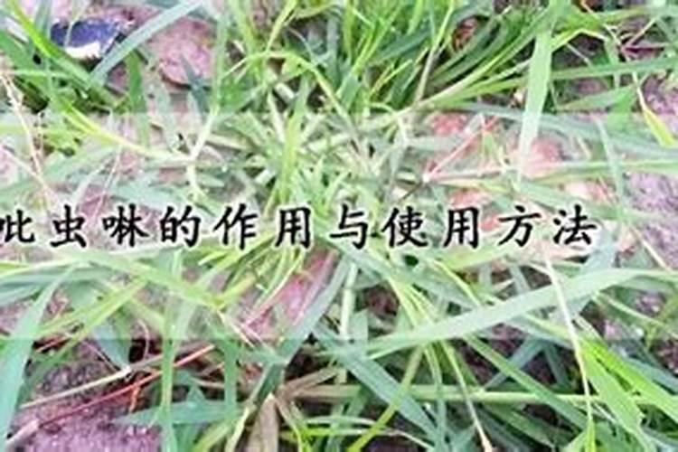 田间守护神：吡虫啉原药的正确使用指南