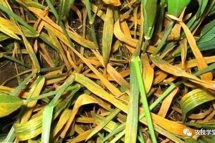 麦苗发黄的症状表现及分析？
