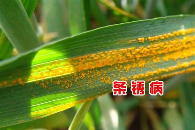守护金色丰收——小麦锈病防治全攻略