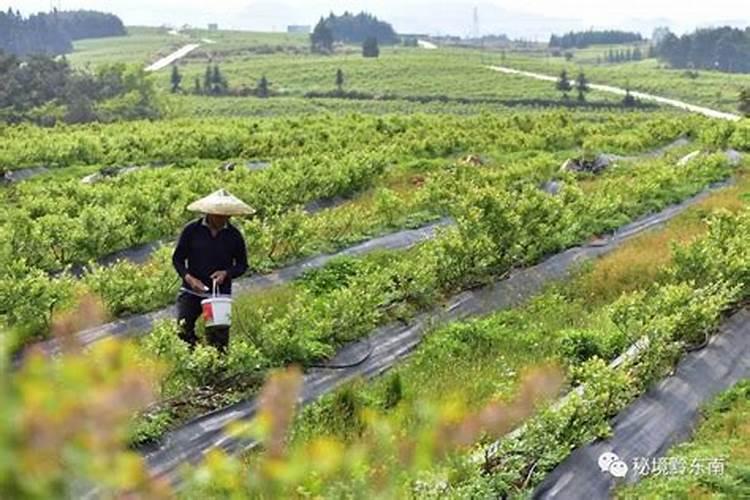 蓝莓催花可以打几次叶面肥啊？