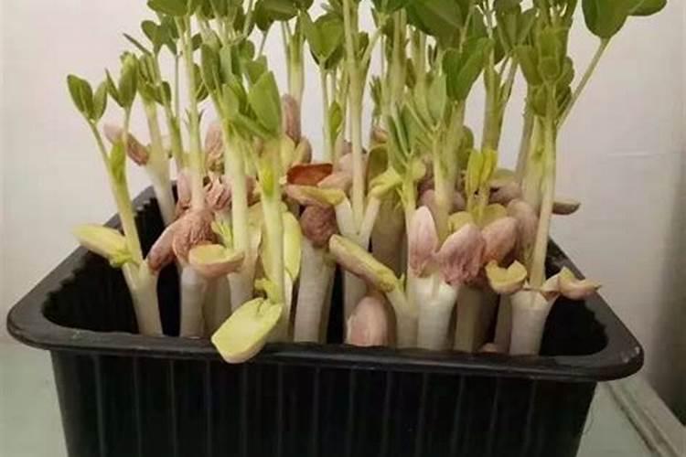 怎样解决“根芽不齐”？