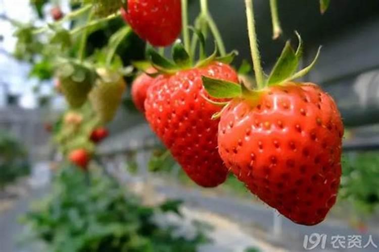 草莓的底肥秘籍：为甘甜果实打下坚实基础