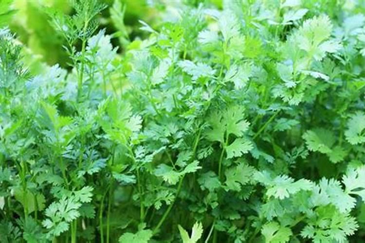 绿意盎然：掌握香菜种植的技巧与方法？