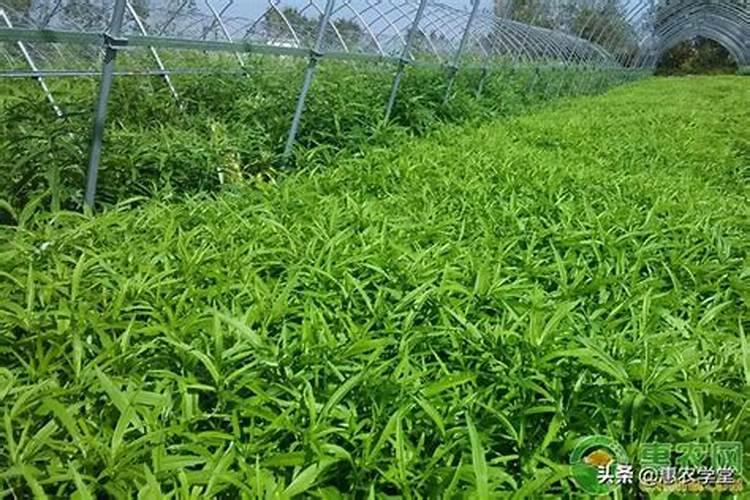 防治蔬菜死苗有对策