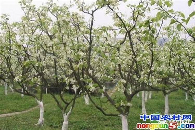 什么原因是梨树只开花不结果？