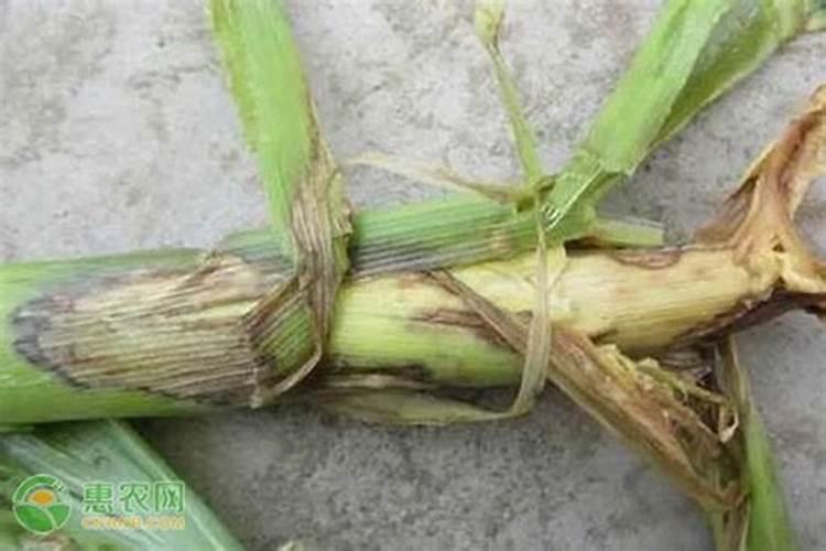 甜脆玉米库普拉茎腐病的克星：科学农药选择与防治策略
