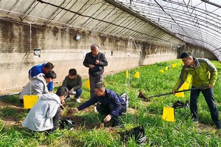 守护绿色生命：地下害虫的农药防治策略