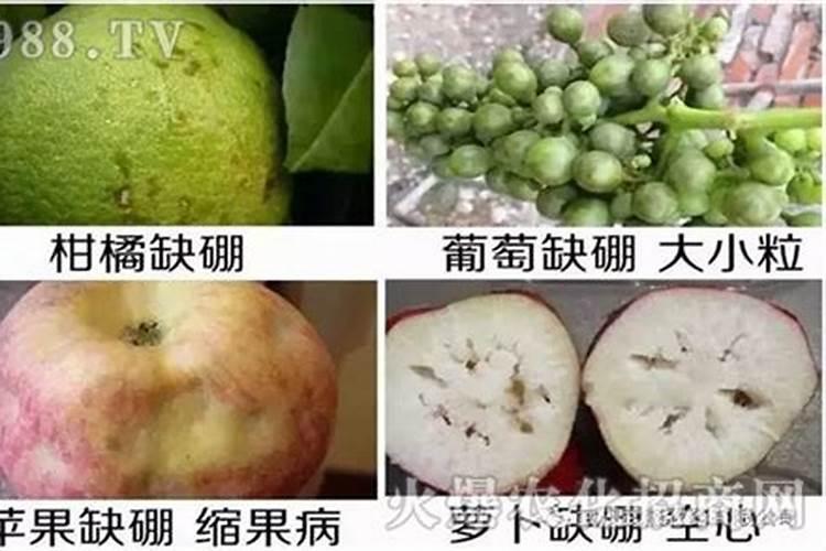硼的生理功能有哪些？缺硼时作物有哪些症状？
