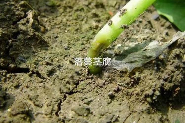 落葵苗腐病防治全攻略：保障健康生长的关键步骤