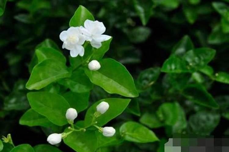 茉莉花掉叶子怎么办，四种原因以及解决办法？
