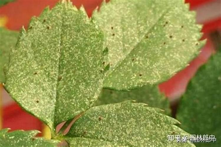 战胜苹果园中的隐形威胁：高效防治红蜘蛛的策略