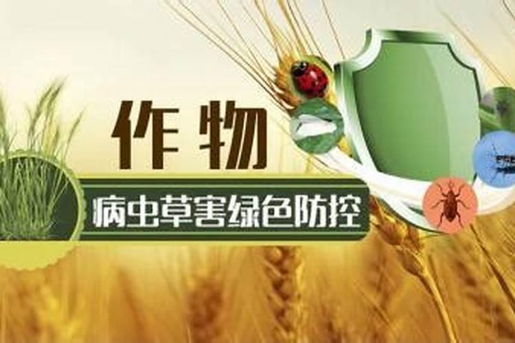 绿色守护：夏玉米播种期病虫草害综合治理策略