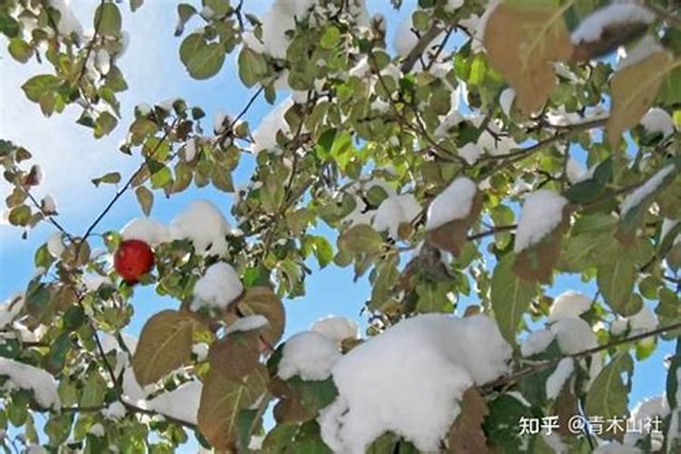 苹果树发生冻害如何处理？