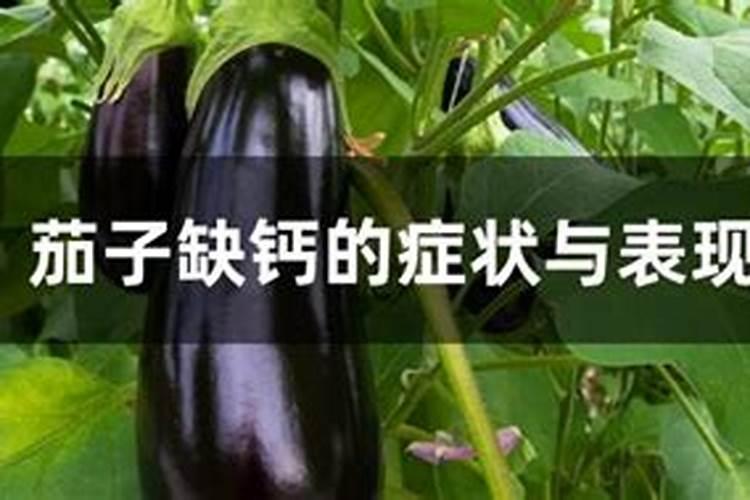 茄子缺钙、镁会出现哪些症状？