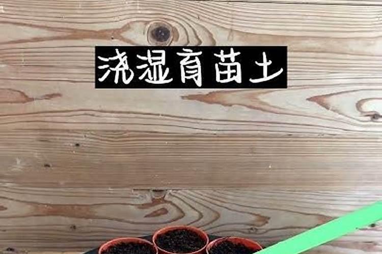 揭秘龙眼育苗技巧：关键步骤与成功要点