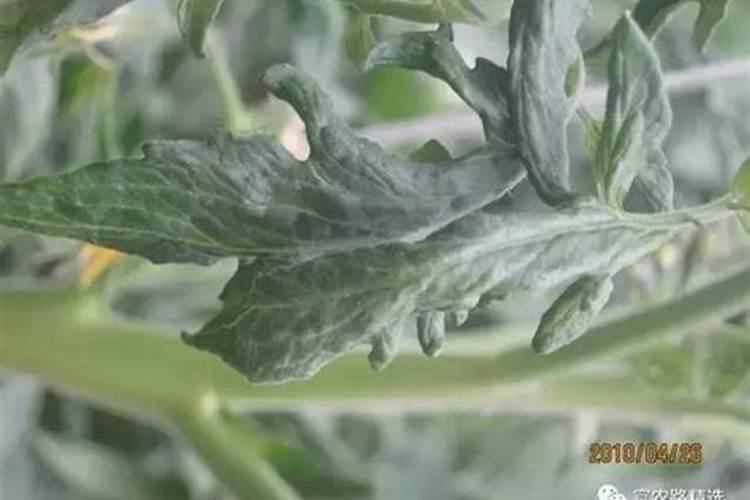 番茄卷叶原因分析