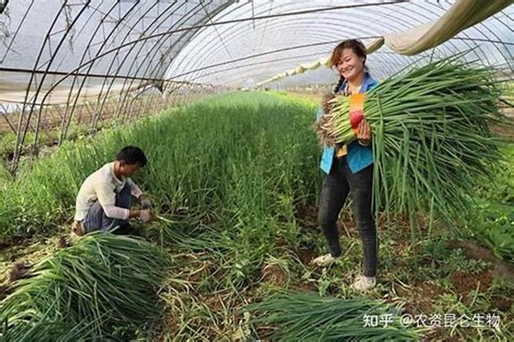 大葱烂根防治：农业智慧与实践