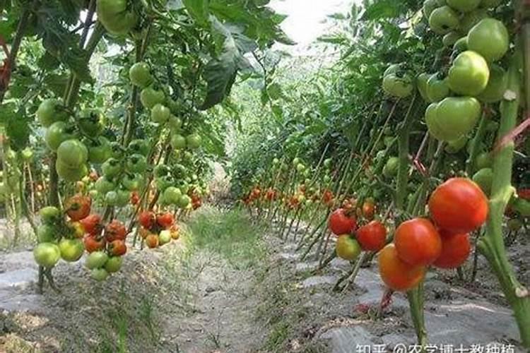 越夏蔬菜落花落果找准原因有对策