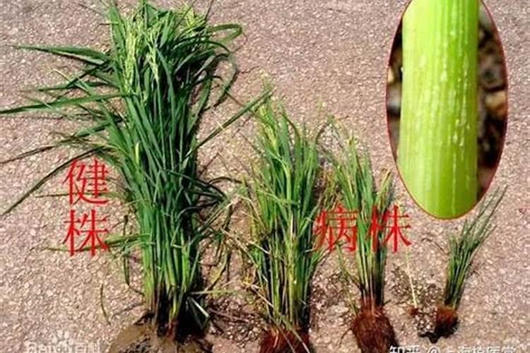 水稻矮缩病的病原和防治！