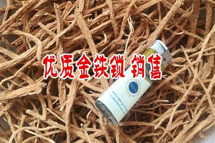 金铁锁：中药材种植管理的关键要素