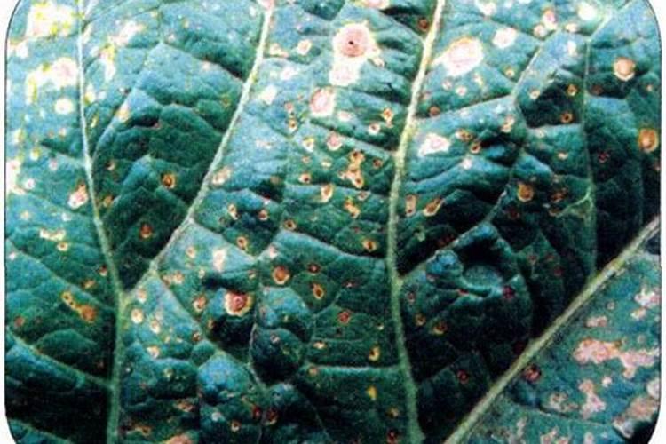战胜大白菜细菌性黑斑病：科学农药防治策略