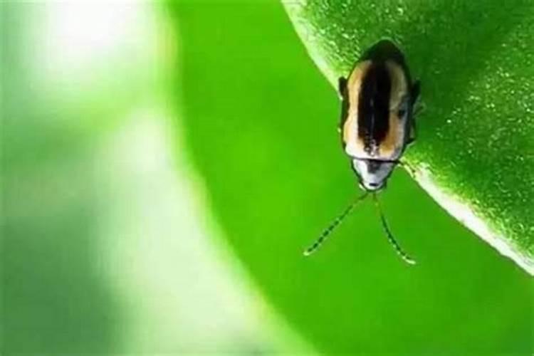西兰花黄曲条跳甲、蚜虫防治技术