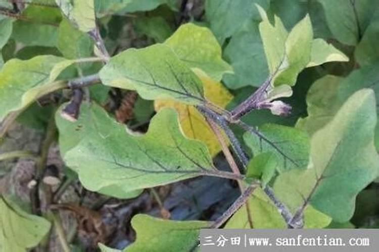 揭秘茄子黄叶的成因与治理：从诊断到治愈的全面指南