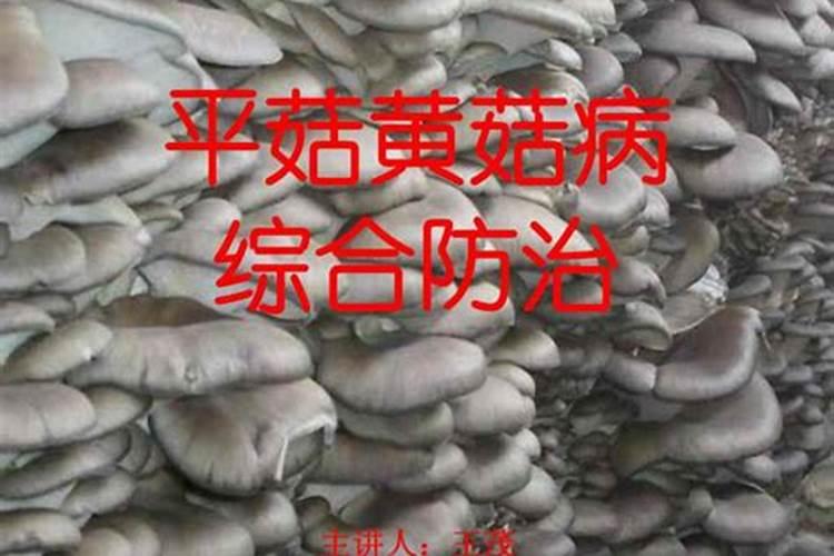 揭秘平菇黄褐斑病：原因、影响与综合防治策略