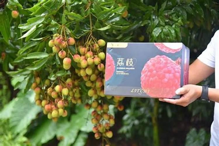 妃子笑荔枝：采摘后的科学管理与保鲜艺术