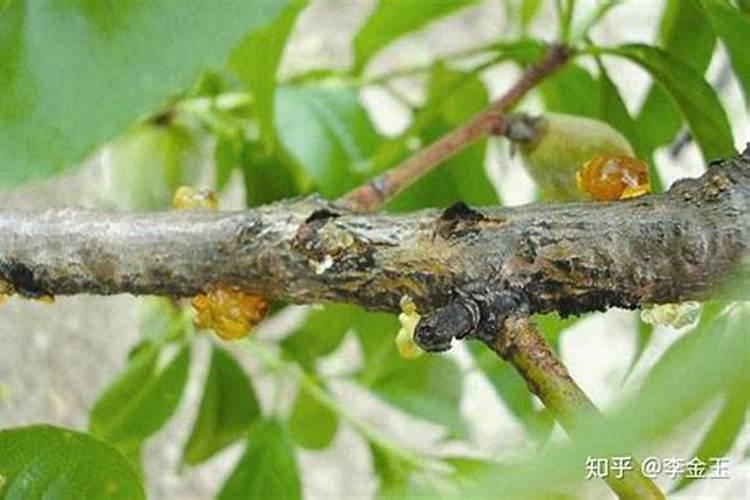 什么原因导致桃树流胶？