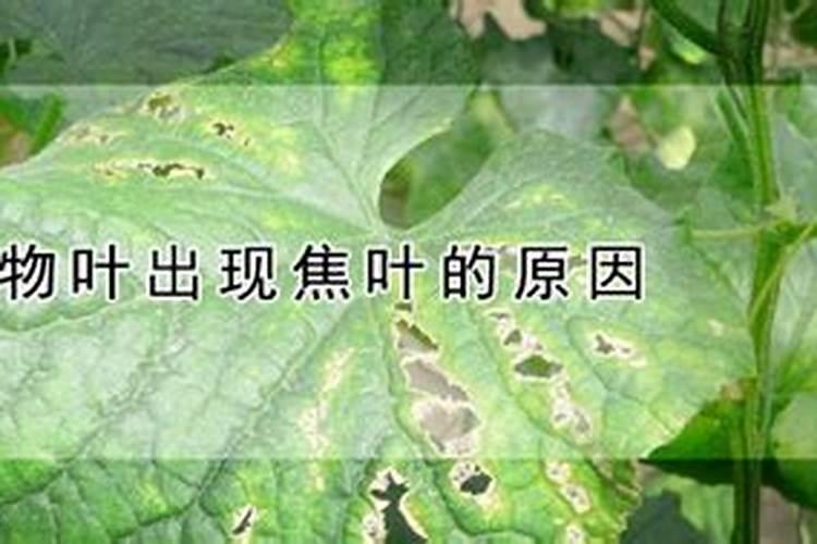 植物叶出现焦叶的原因